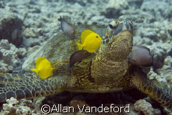 Turtle  cleaning station at Turtle Pinnacle Divesite near... by Allan Vandeford 